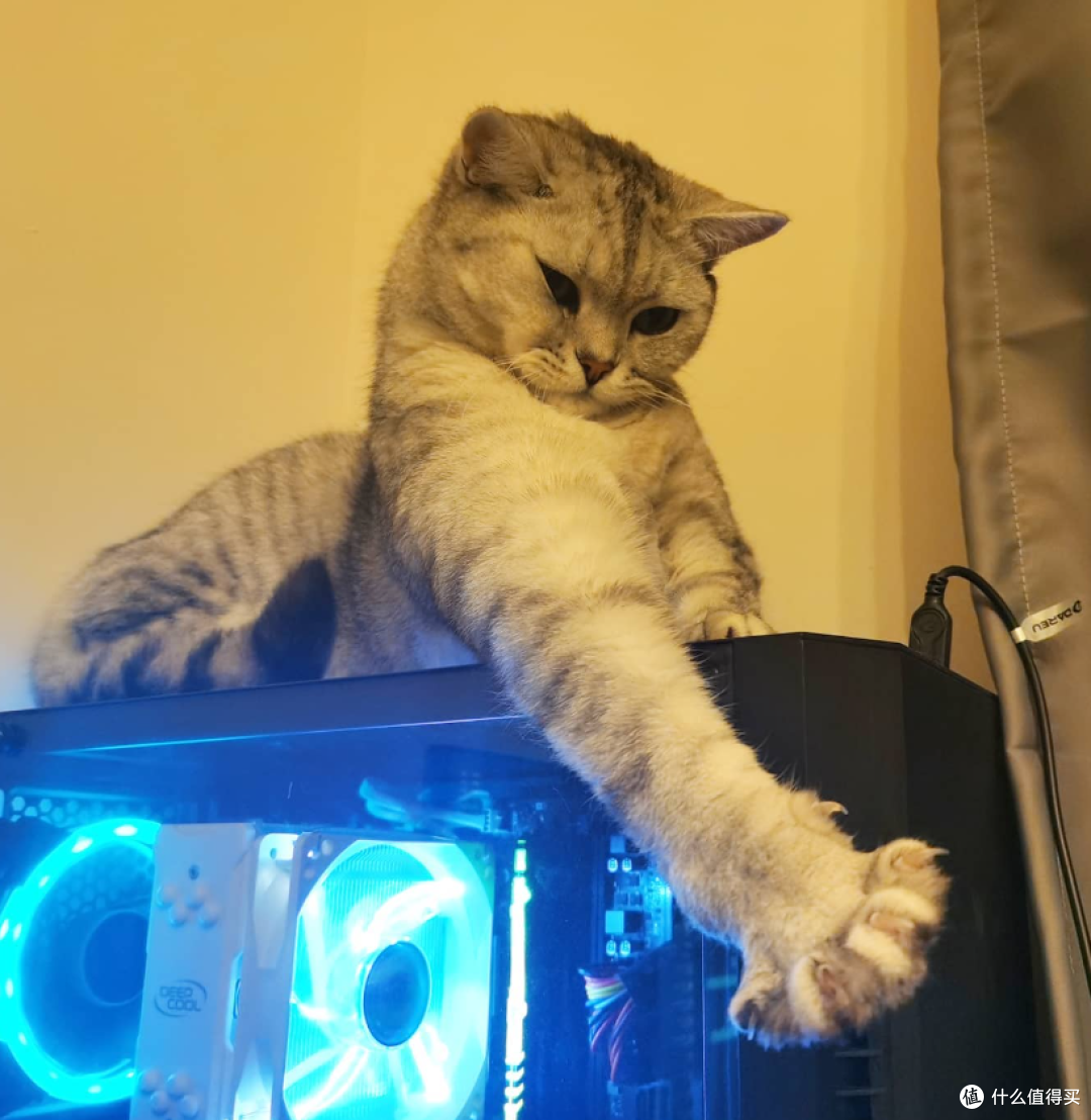 猫咪定位器你需要的到底是什么?