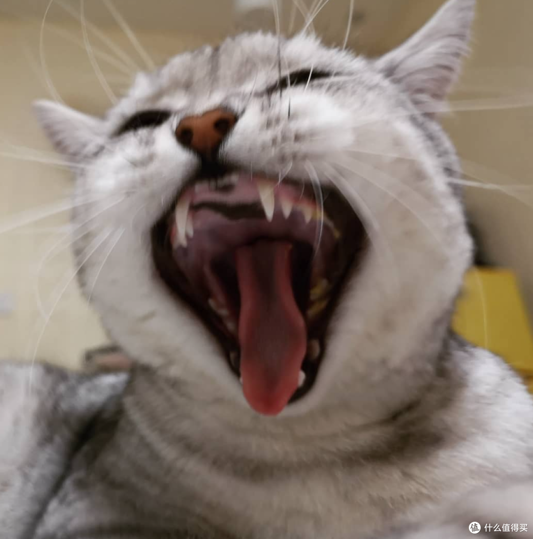 猫咪定位器你需要的到底是什么?