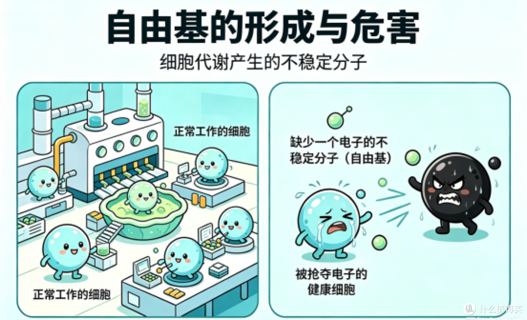 最近大家都在聊的“自由基”,到底是什么?