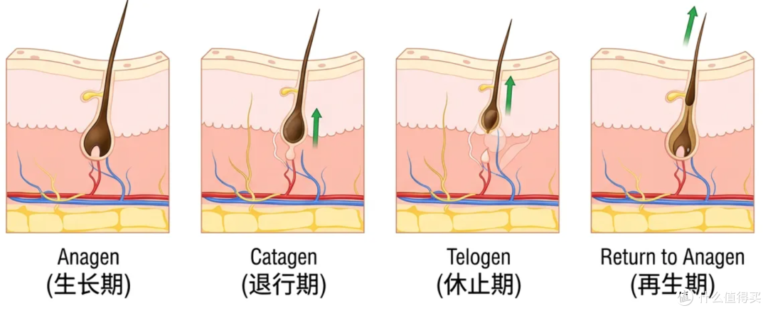 救命!为什么身上总会有一两根毛,长得跟开了挂一样?