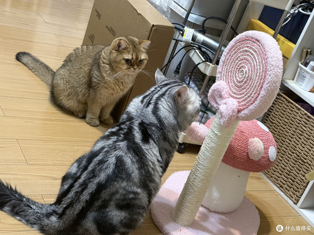 两只猫的玩具战争:喵星人的心头宝到底长啥样