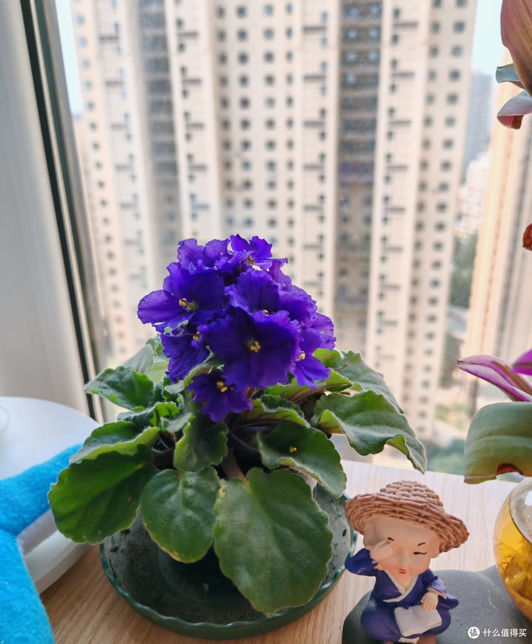 适合卧室养的6种花,耐阴皮实不挑环境,开花一茬接一茬不停下