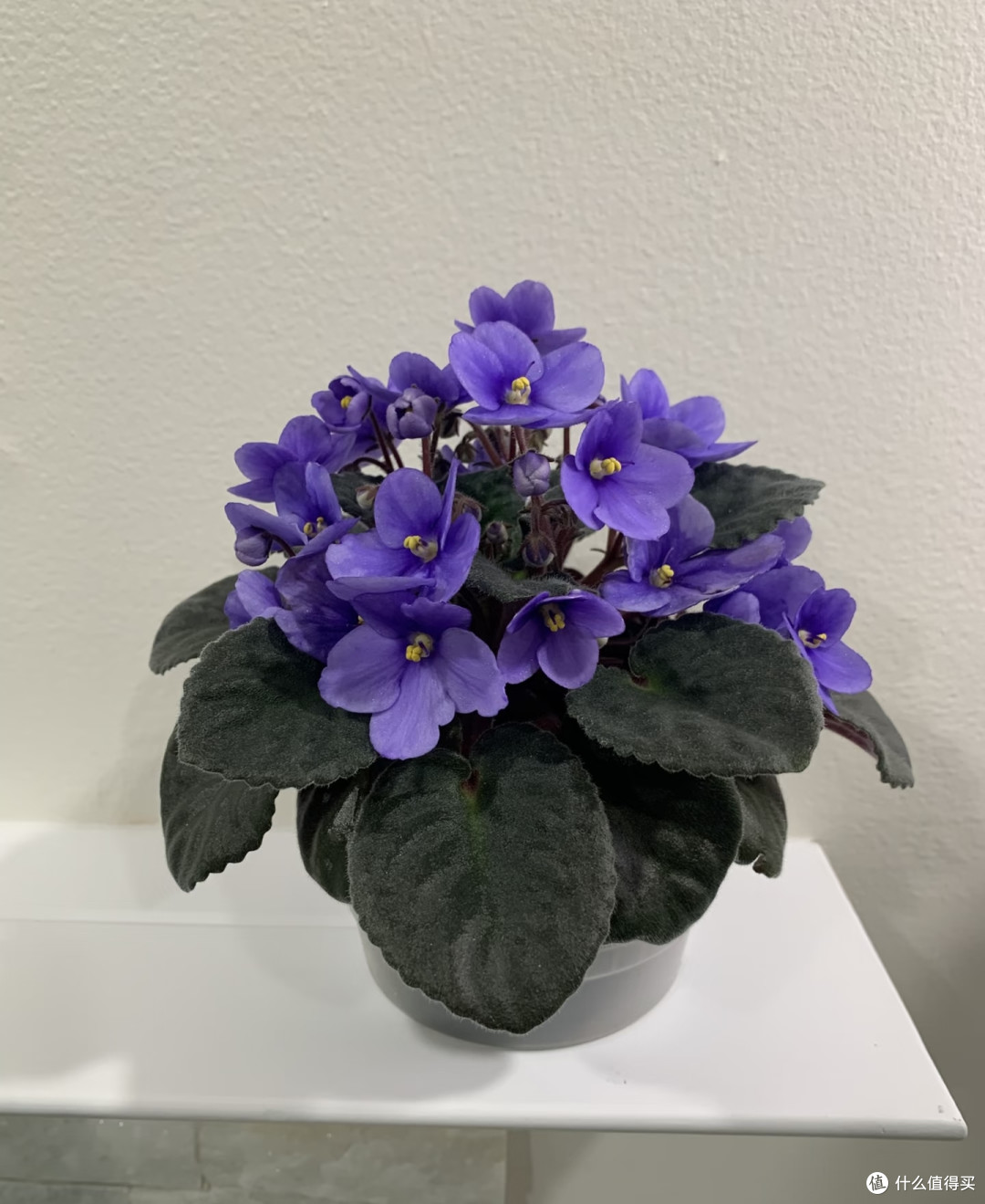 适合卧室养的6种花,耐阴皮实不挑环境,开花一茬接一茬不停下