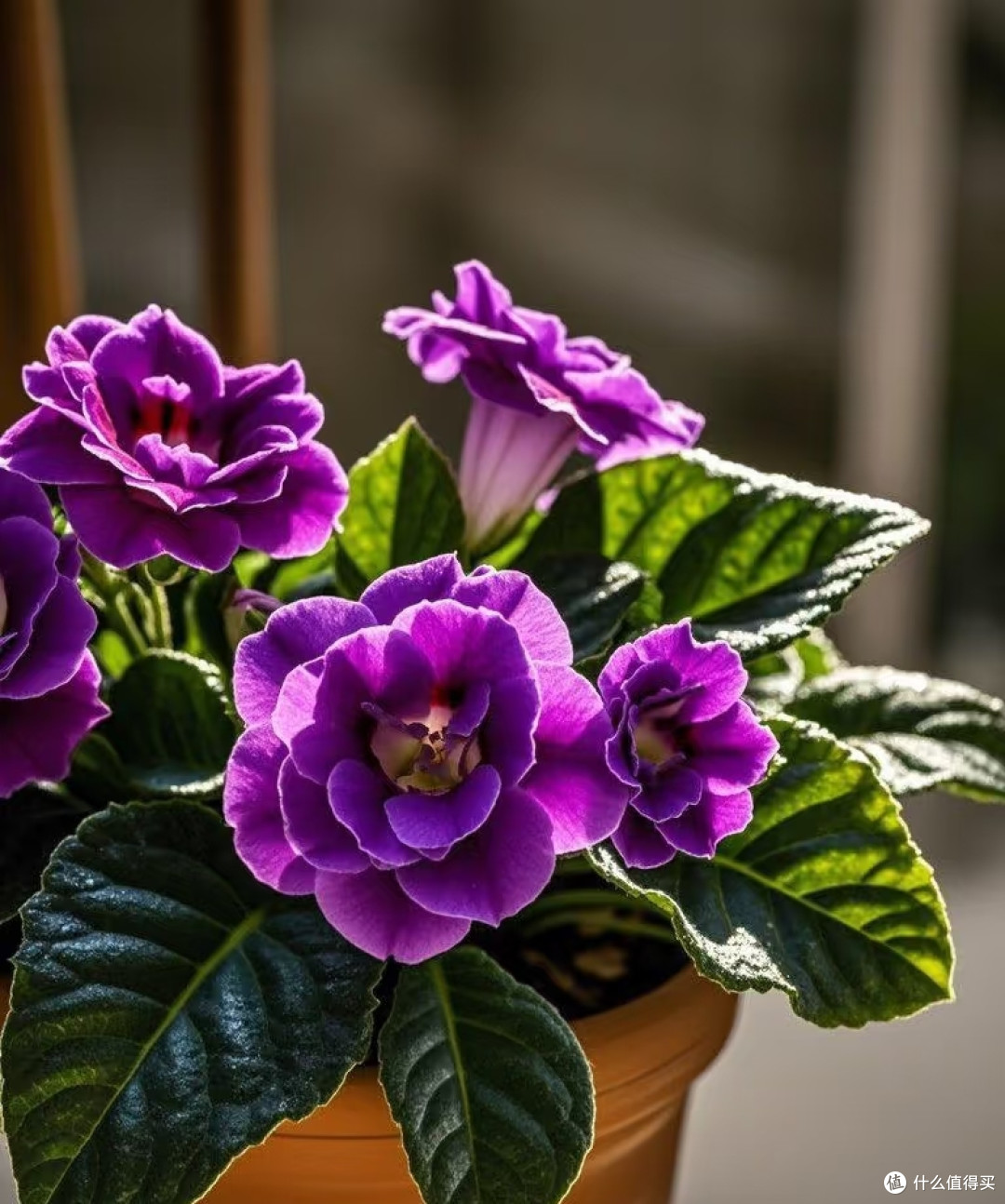 适合卧室养的6种花,耐阴皮实不挑环境,开花一茬接一茬不停下