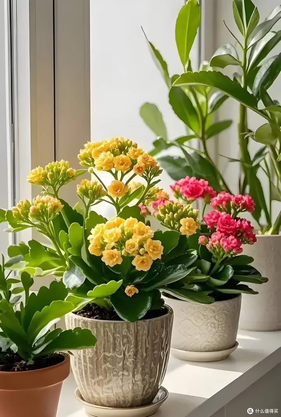 适合卧室养的6种花,耐阴皮实不挑环境,开花一茬接一茬不停下