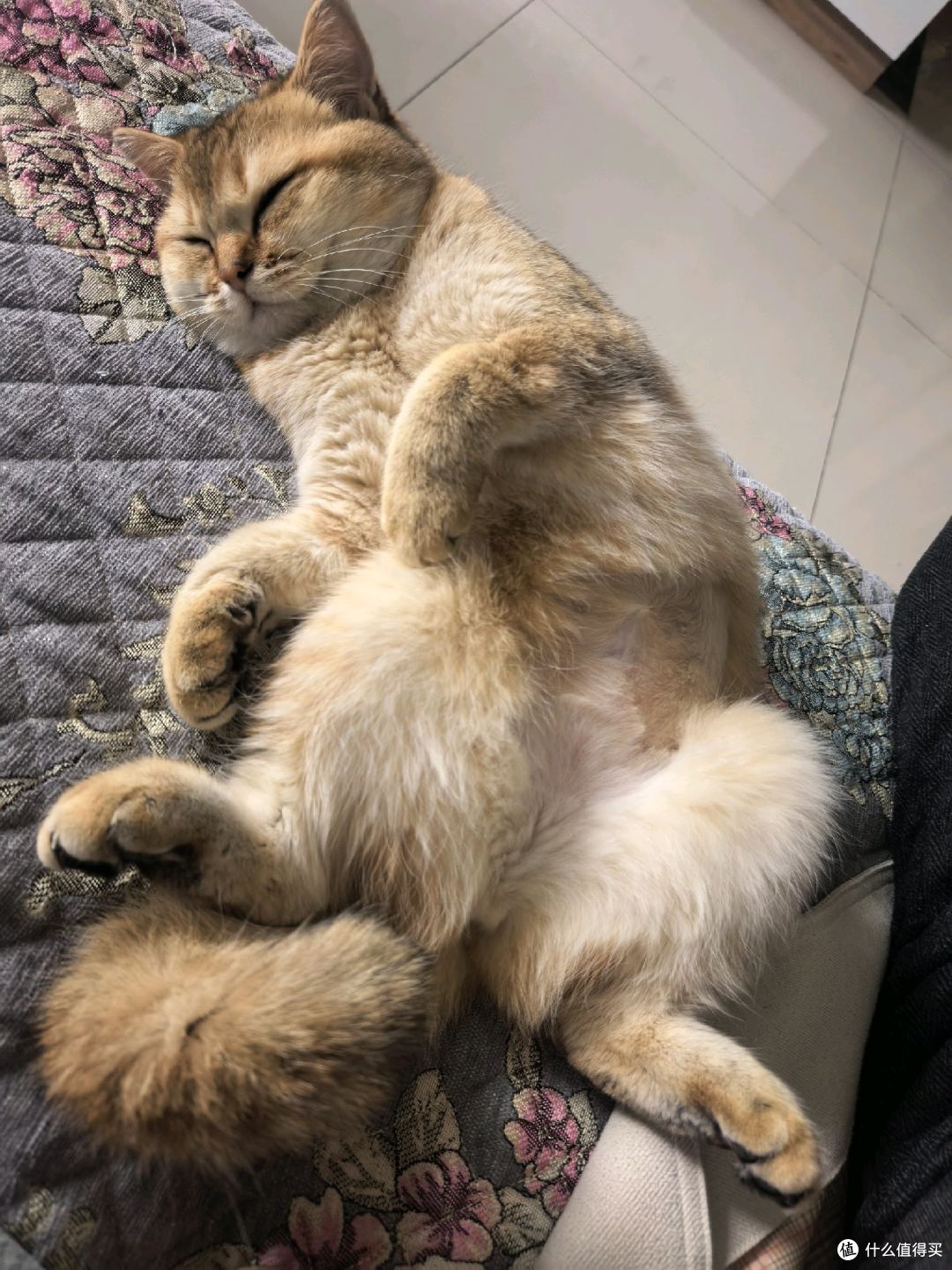 蓝氏高肉慢烘兔肉烘焙猫粮实测|我家猫咪狂炫的高蛋白烘焙粮