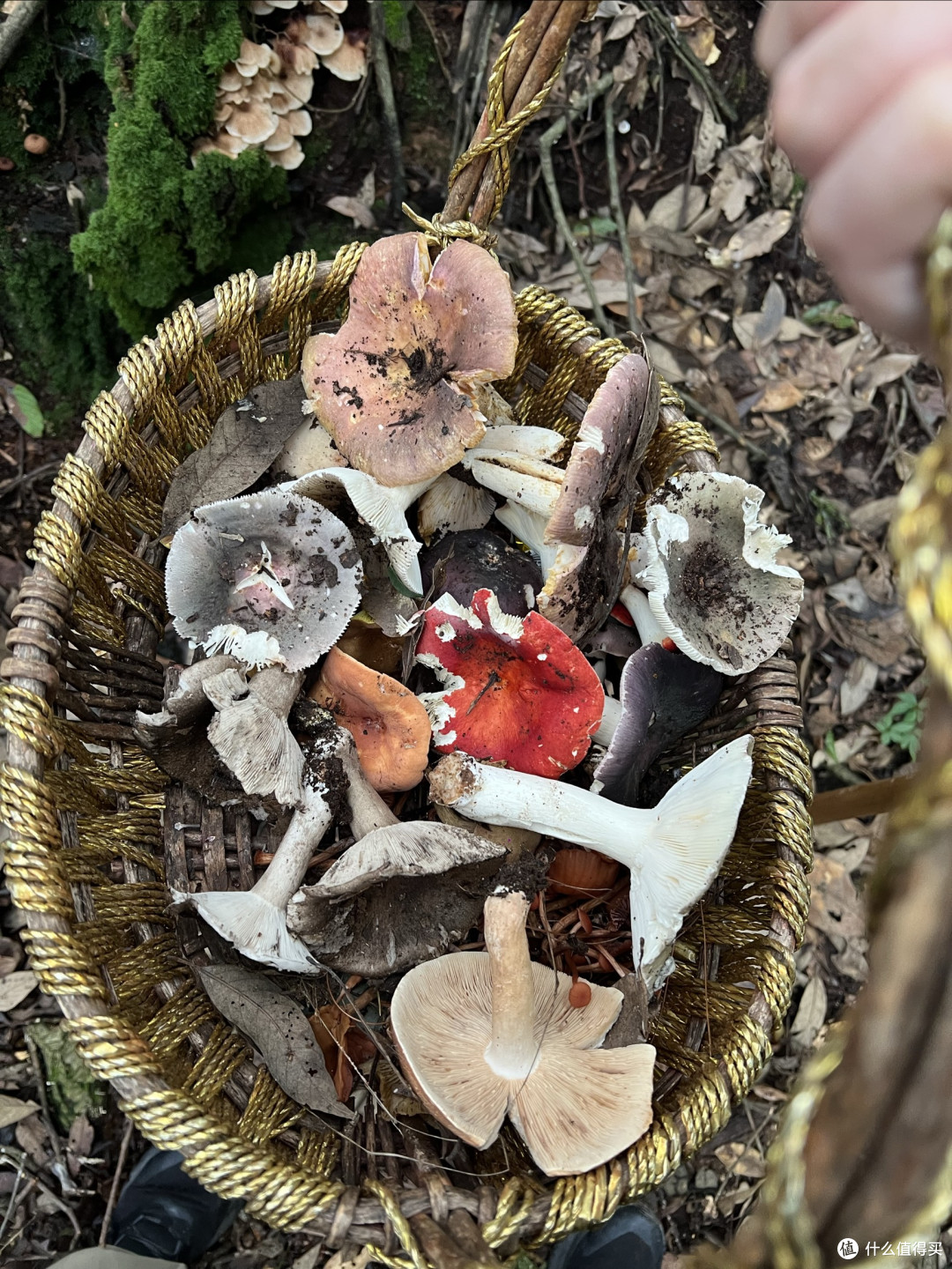 贵得让人犹豫,香得却让云南人痴迷,这种菌子究竟有什么魔力?