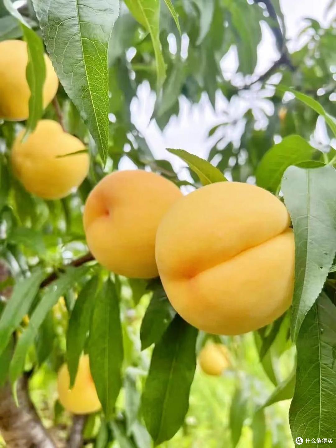 不吹不黑,在中国吃“黄桃”还得看这10大产区,个大,清甜,多汁