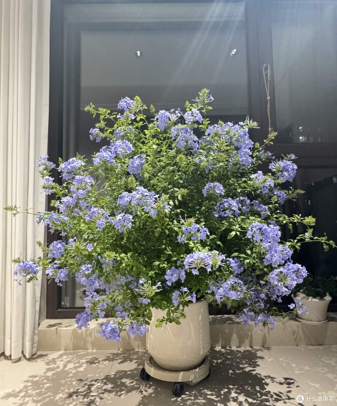 下半年买花,一定要“买低买多不买三”!并非误导,而是经验之谈