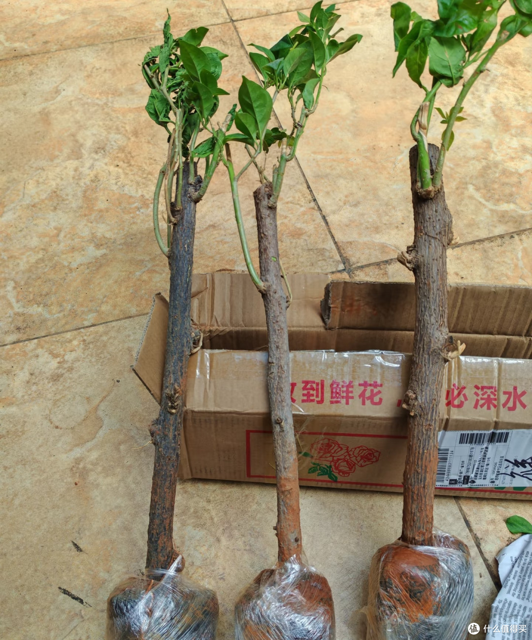 下半年买花,一定要“买低买多不买三”!并非误导,而是经验之谈