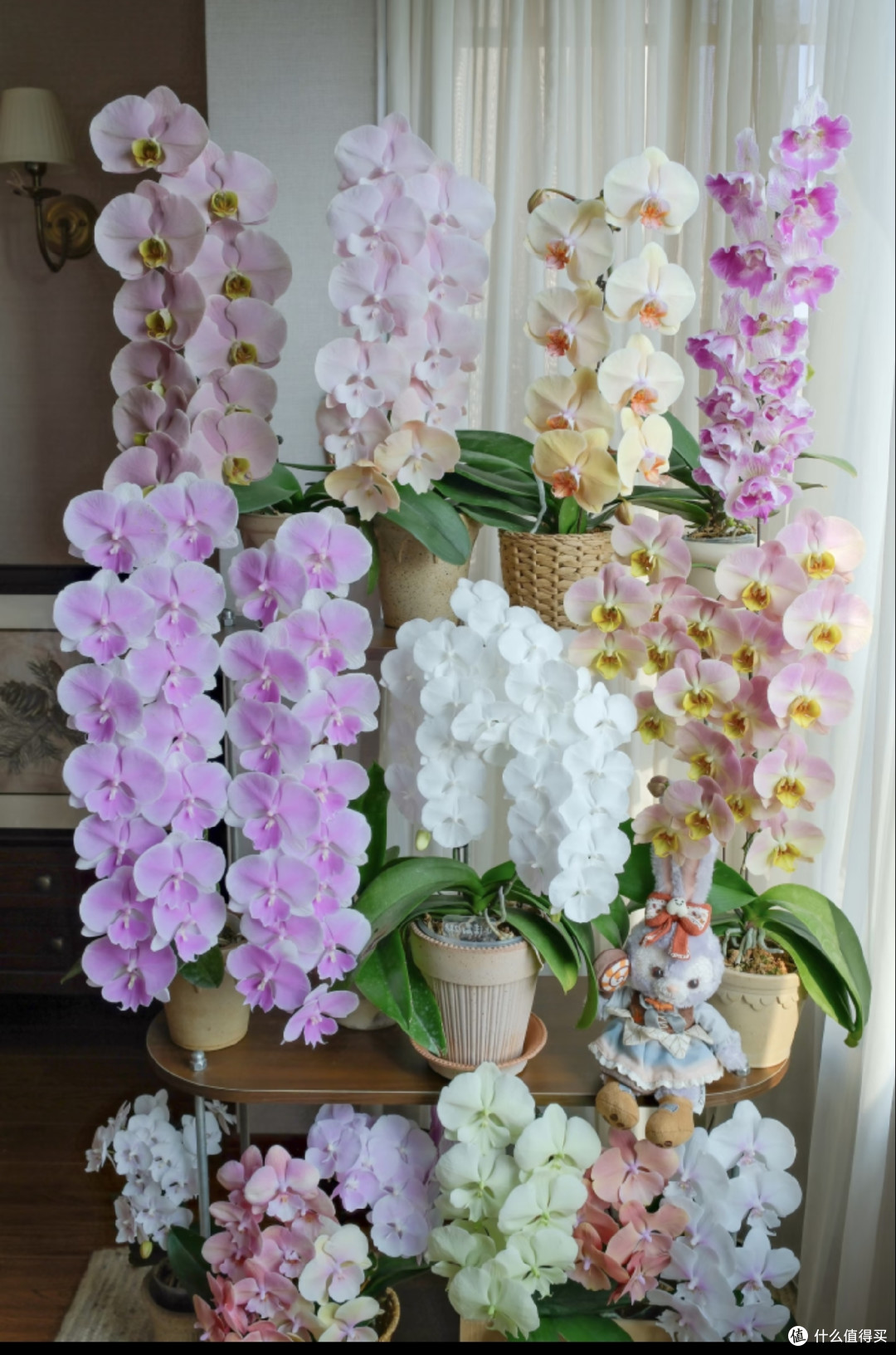 下半年买花,一定要“买低买多不买三”!并非误导,而是经验之谈