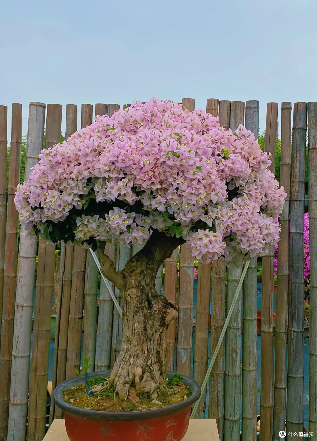 下半年买花,一定要“买低买多不买三”!并非误导,而是经验之谈