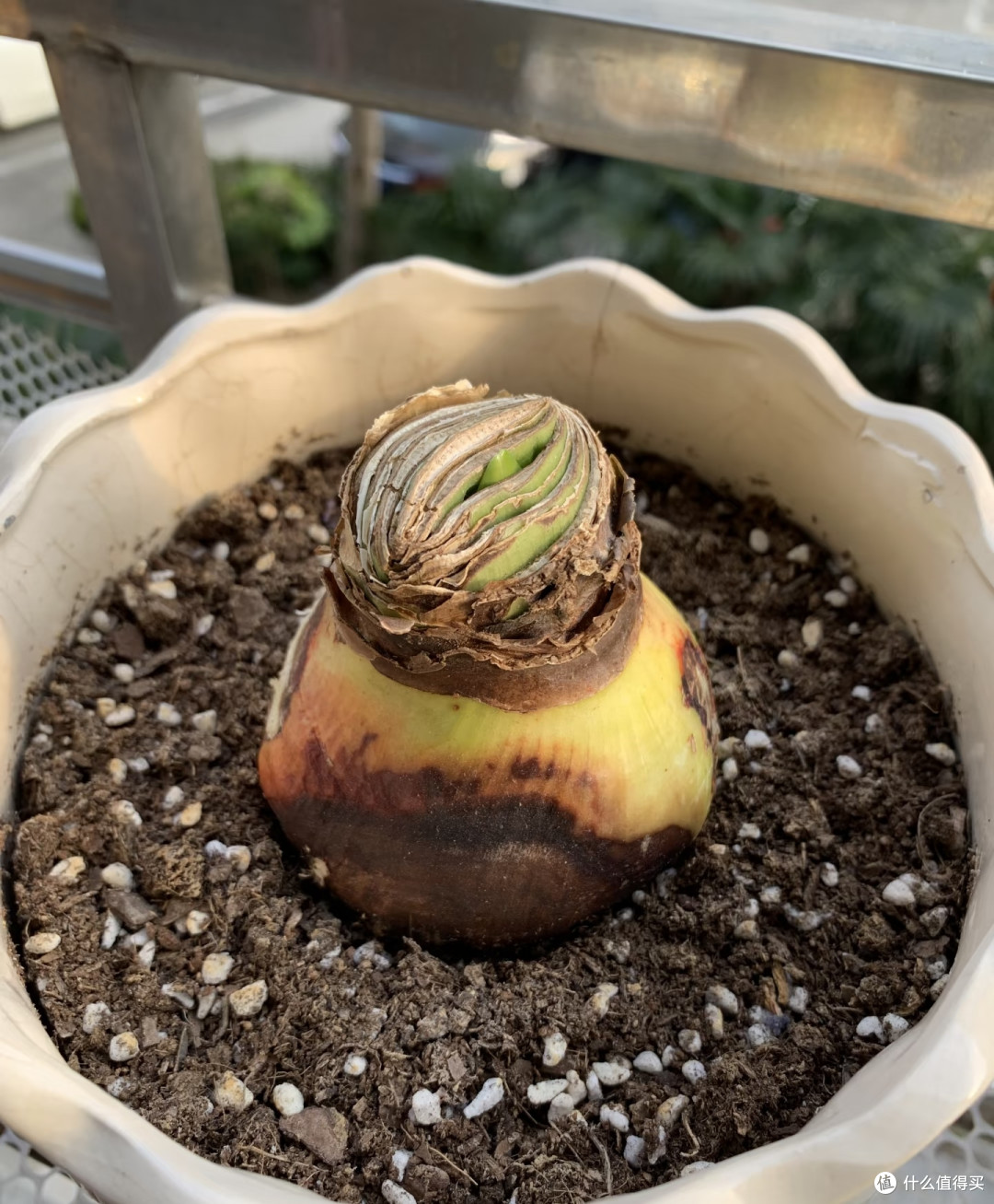 下半年买花,一定要“买低买多不买三”!并非误导,而是经验之谈