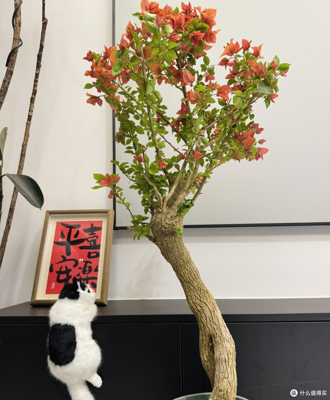 下半年买花,一定要“买低买多不买三”!并非误导,而是经验之谈