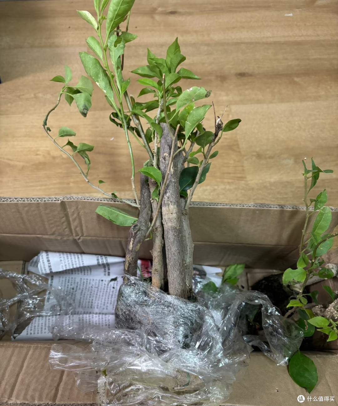 买三角梅一定避开这“4种”，缺点太突出，不要轻易投入了