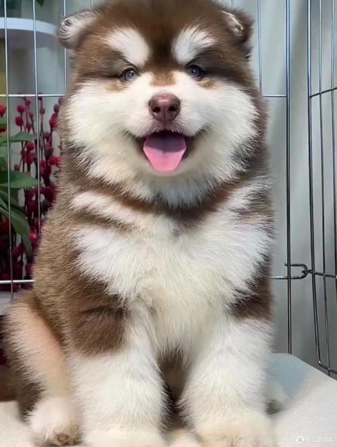 狗狗主动拿脑袋轻蹭你手背,把软乎乎的小依赖塞你手里