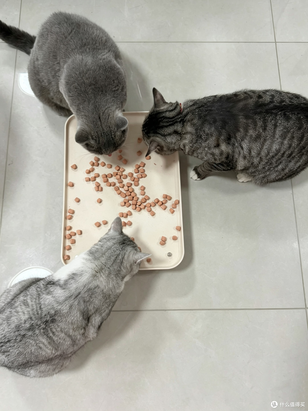 体重管理类主食冻干怎么买?活动前先算每日喂量,不先算折扣