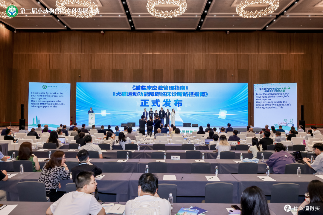 科学认识猫咪运动功能障碍:复杂病因下的规范诊疗与理性喂养指南