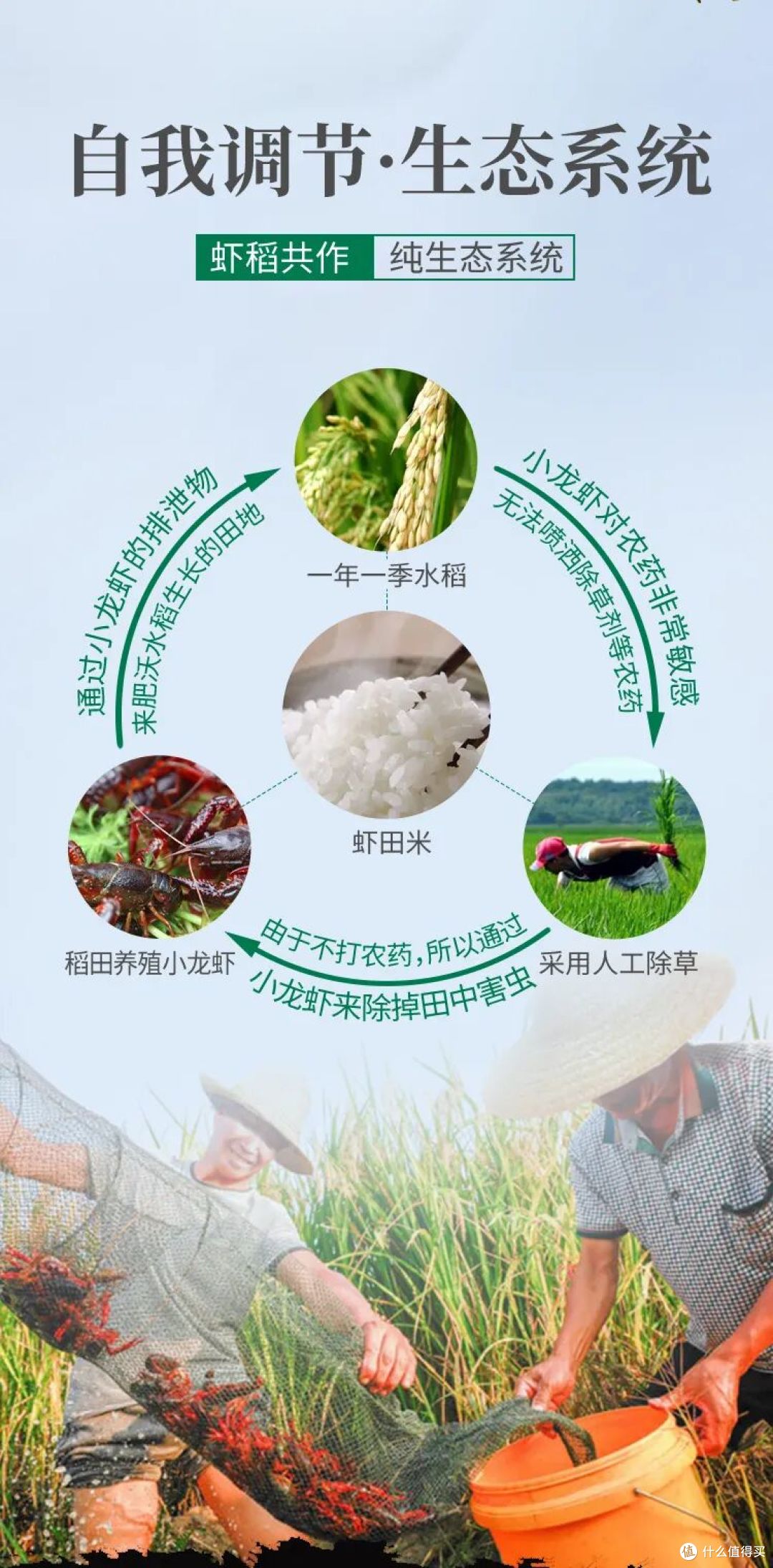 全国每人吃5斤才能吃完!小龙虾降价,为何年轻人还是不买账?