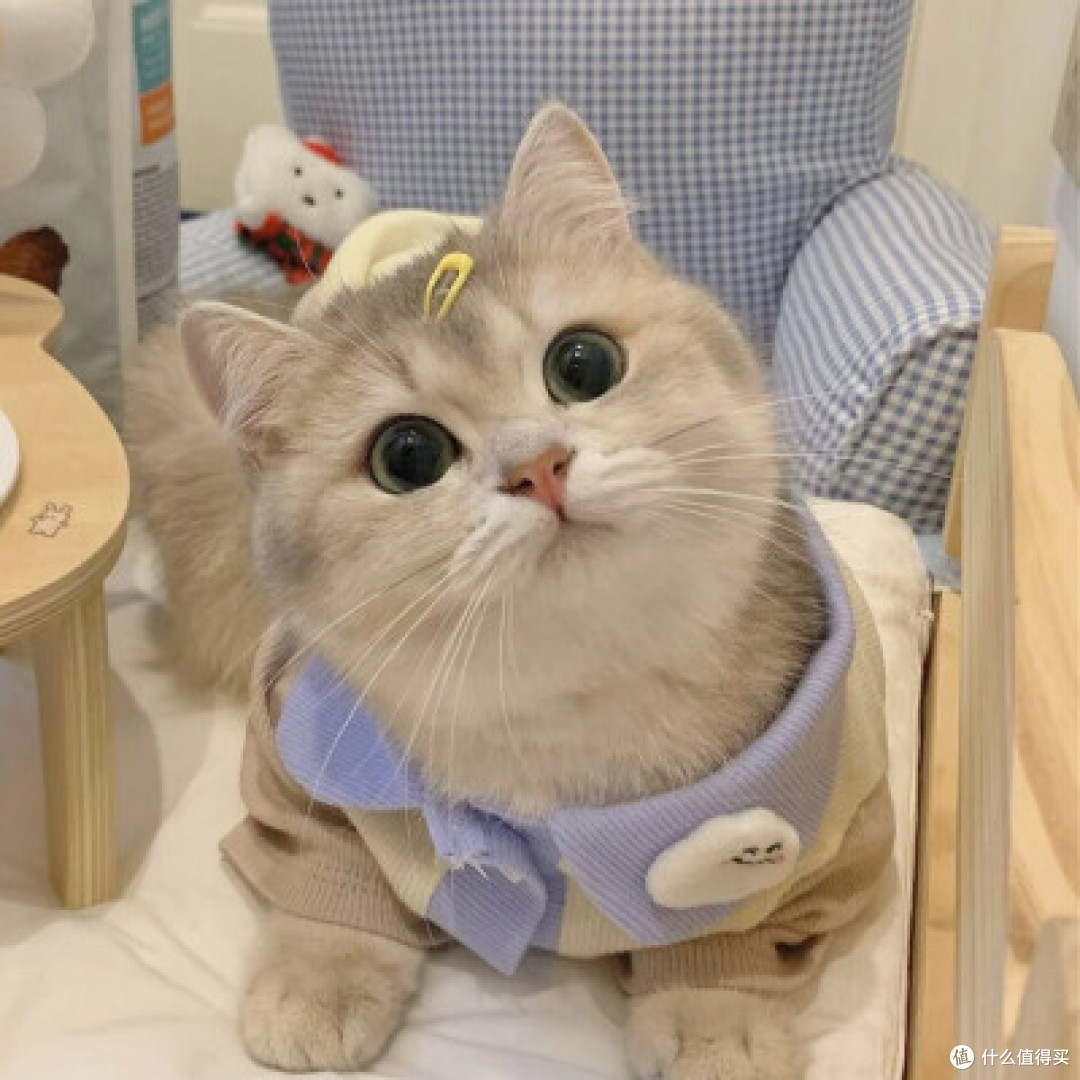 瘫沙发刷手机正爽,猫慢悠悠挤过来害得我只能坐边边!