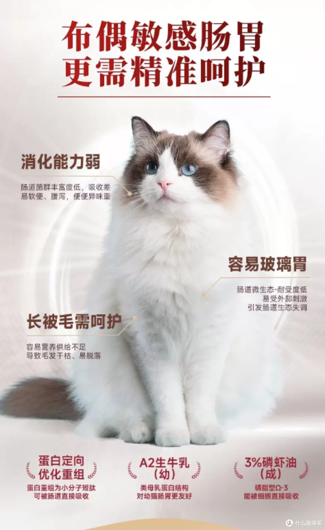 布偶猫该怎么喂?弗列加特专研配方养出丝绒感被毛