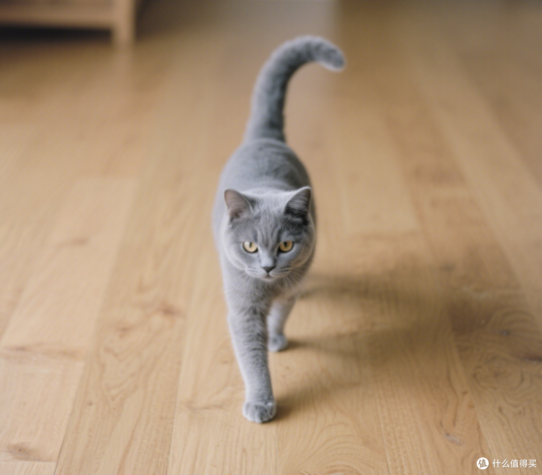 正安安静静午休,猫悄咪咪蹭过来软乎乎趴我脚边