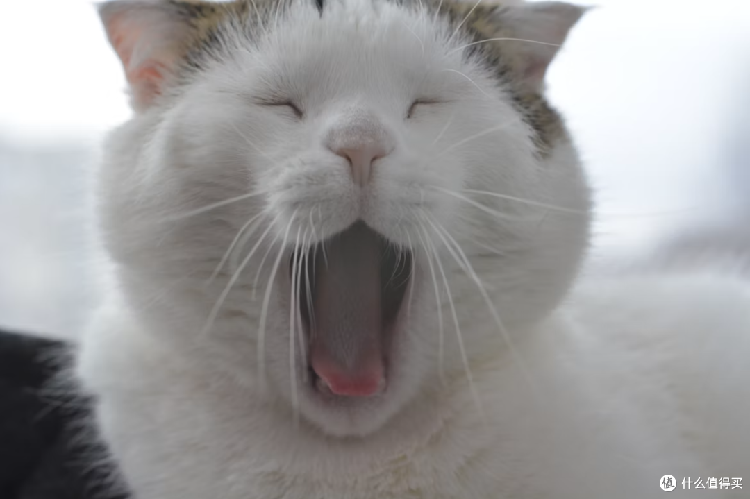 猫咪经常半夜呕吐是怎么回事?