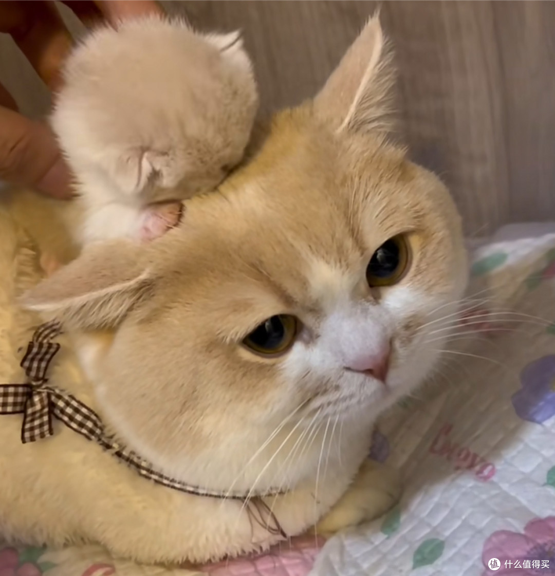 往地上一坐,我家猫犹豫半天,才敢小心翼翼靠近我膝盖