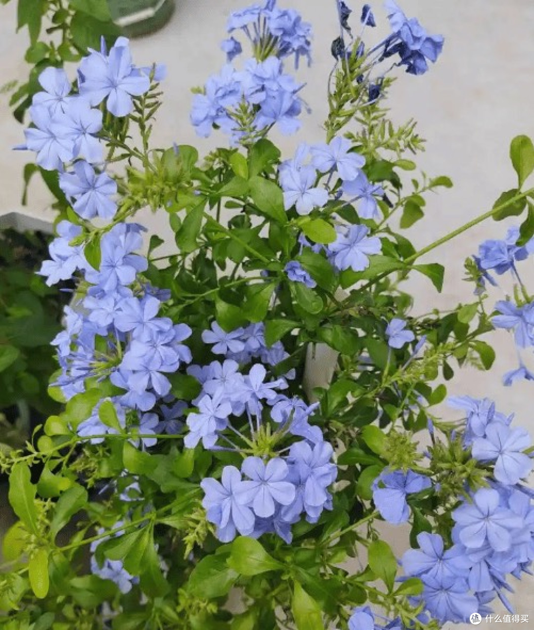 蓝雪花:夏日里的冰蓝精灵