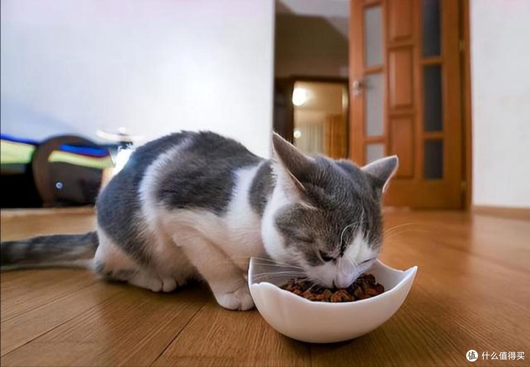 虫子早跑没影了,我家猫还死守在原地不肯挪窝