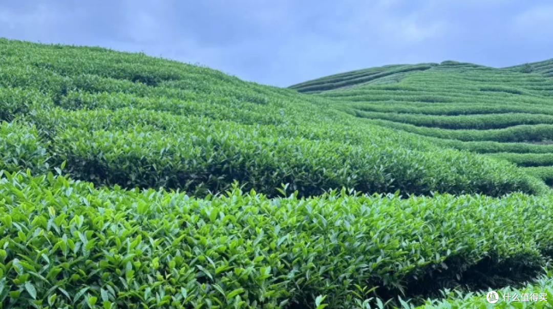 天天喝的红茶,"不落地"工艺值得在意吗?