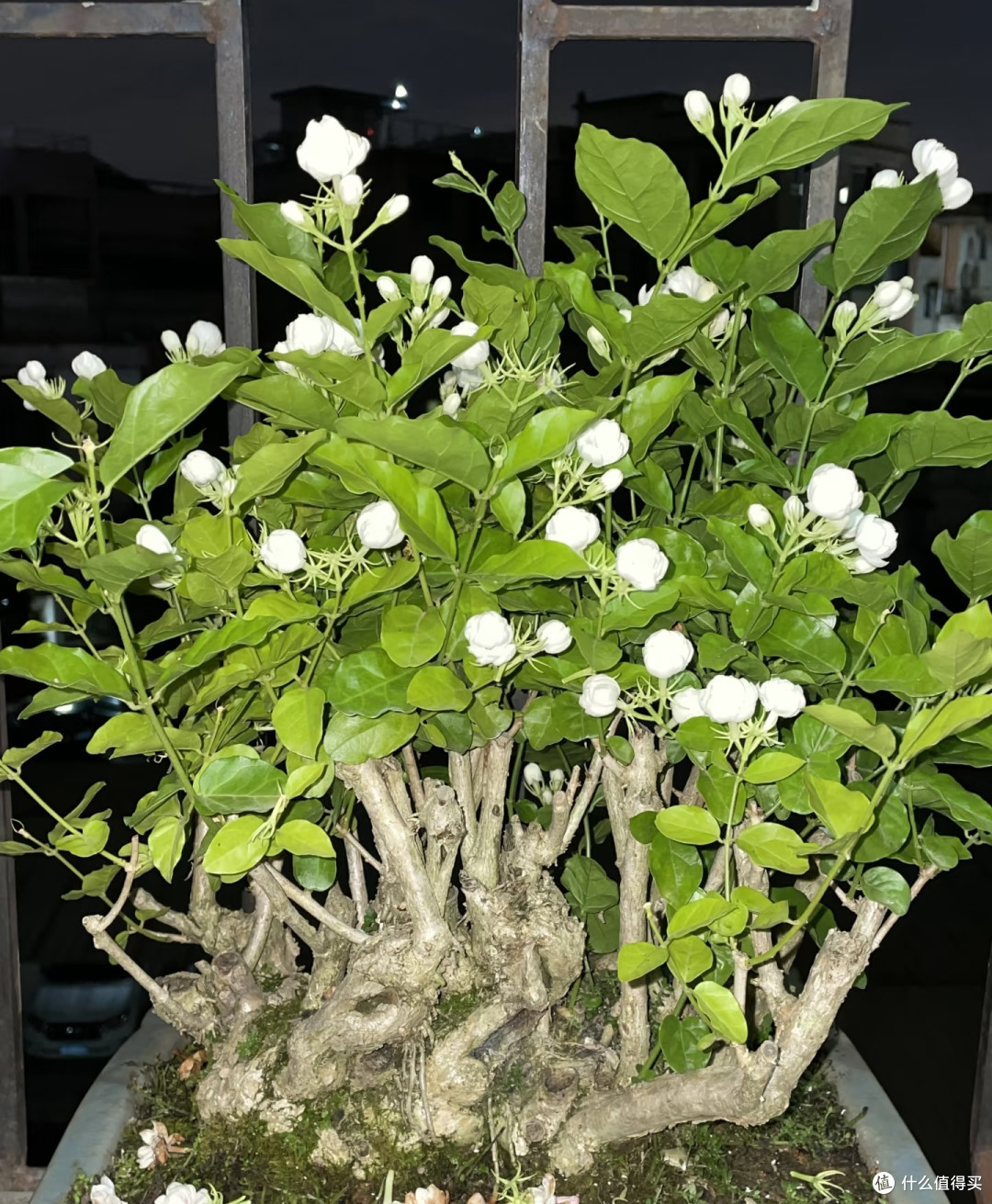 学会扦插,一根枝条能变出10盆花,再也不用花冤枉钱买花苗