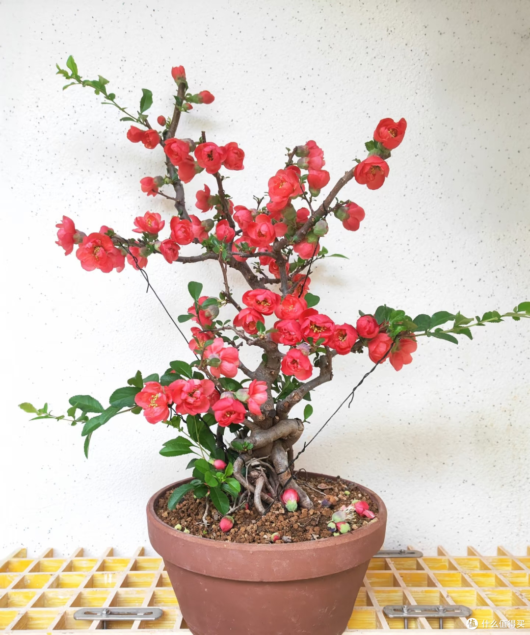 学会扦插,一根枝条能变出10盆花,再也不用花冤枉钱买花苗