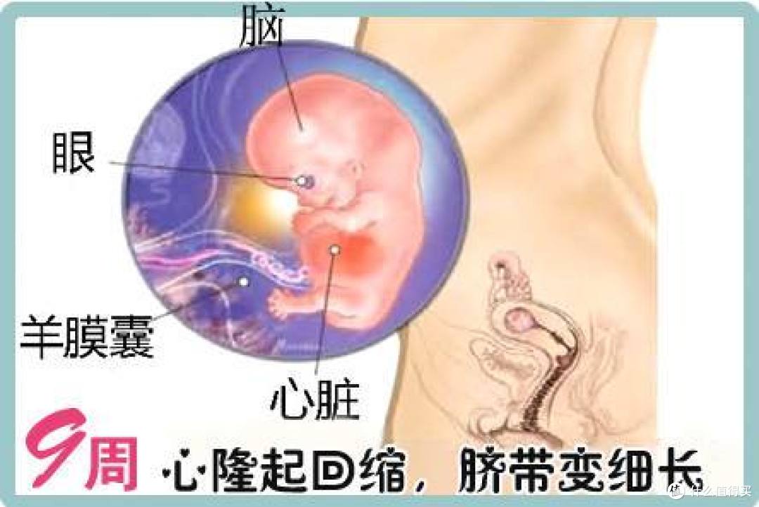 孕妈必备:怀孕第九周孕妈和准爸爸需要知道的那些事儿