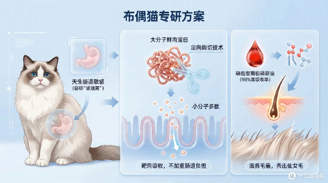 布偶猫科学选粮指南：聚焦玻璃胃、长毛养护与体态管理三大核心