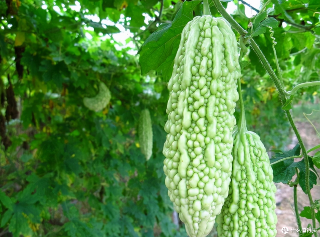 湿气克星集合：揭秘十种让湿气跑光的食物，让你由内而外变轻盈