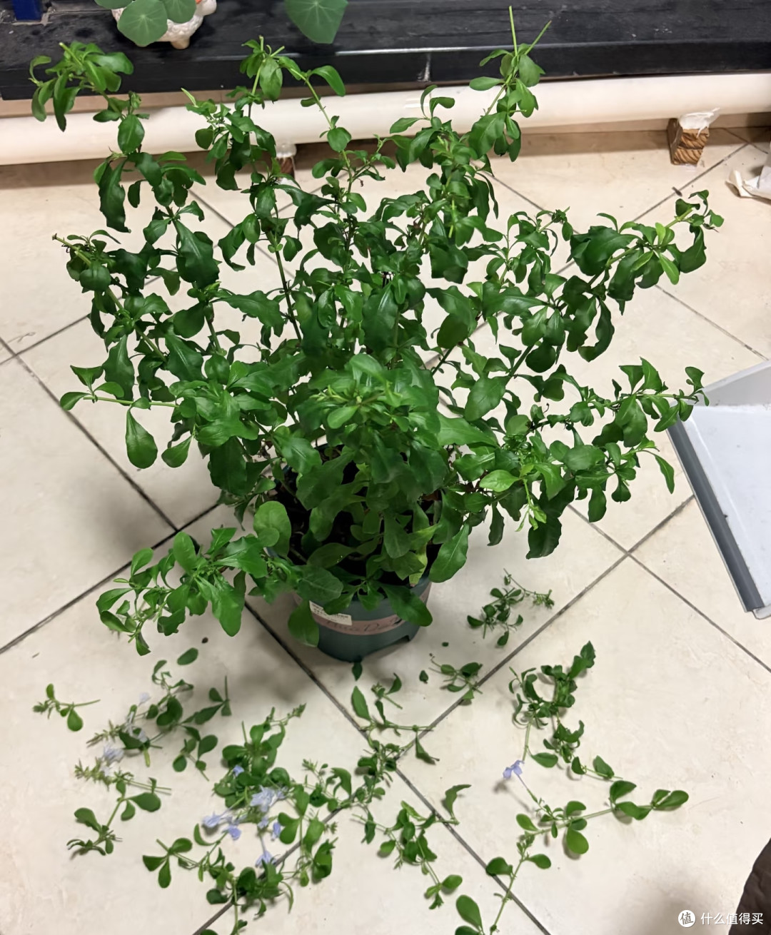立秋后别偷懒,3个细节做到位,蓝雪花9月想不开爆都难!