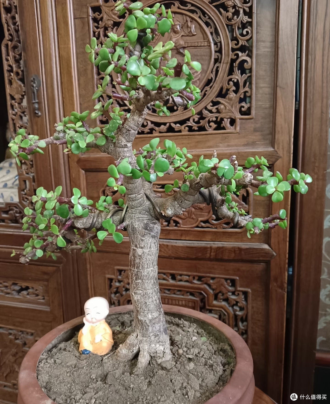 立秋后,金枝玉叶还是弱苗别慌!这样养秋冬照样成小老桩