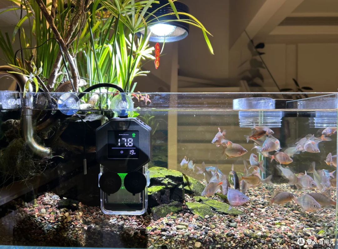 一米鱼缸用多大的加热棒?从容量计算到实际选购,选对水族加热设备