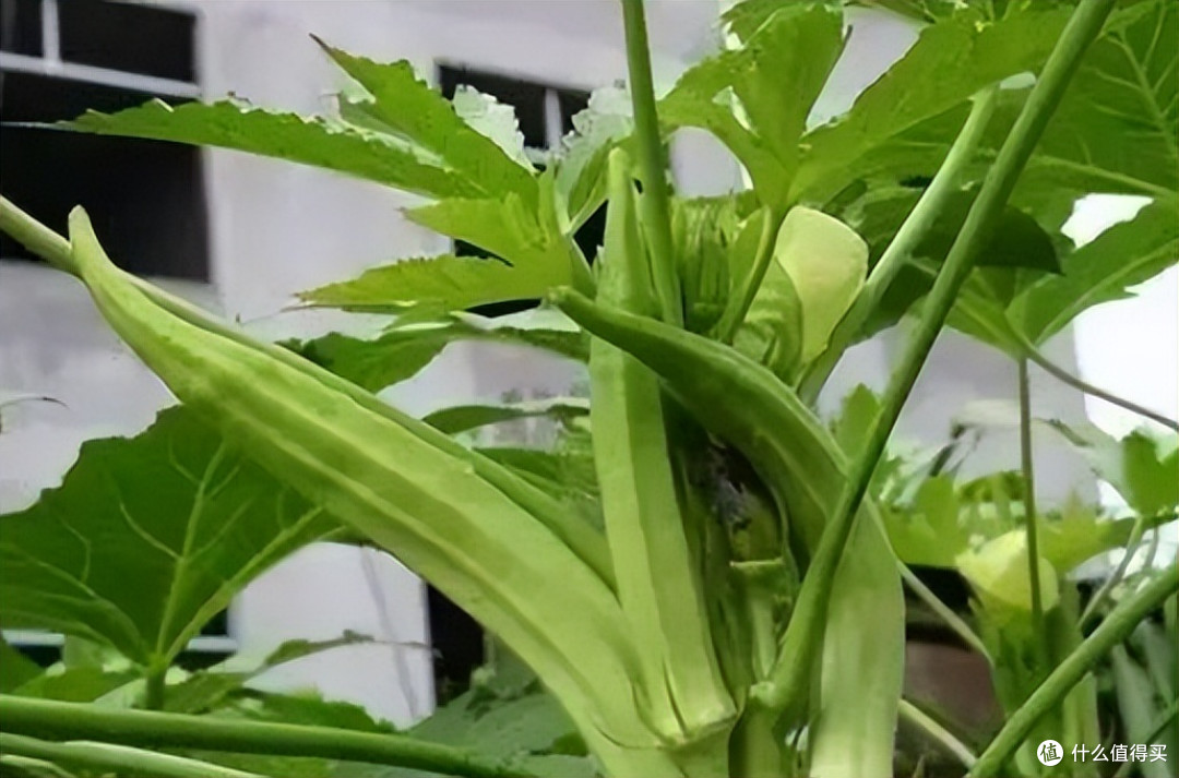 吃了很多次秋葵,觉得这5种做法最好吃,鲜嫩脆爽,营养不流失