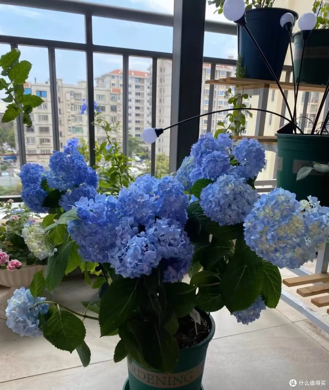 养花35年,发现6种“喜湿花”,秋后天天浇都不够,越浇开花越多
