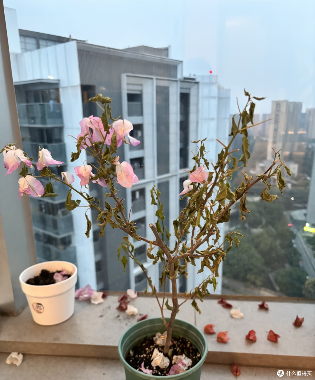 养花35年,发现6种“喜湿花”,秋后天天浇都不够,越浇开花越多