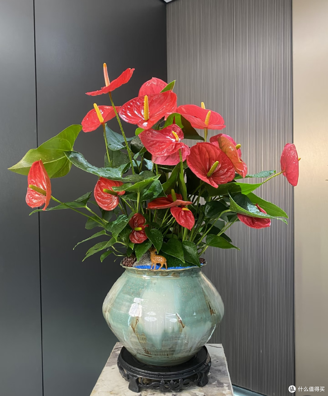 养花35年,发现6种“喜湿花”,秋后天天浇都不够,越浇开花越多