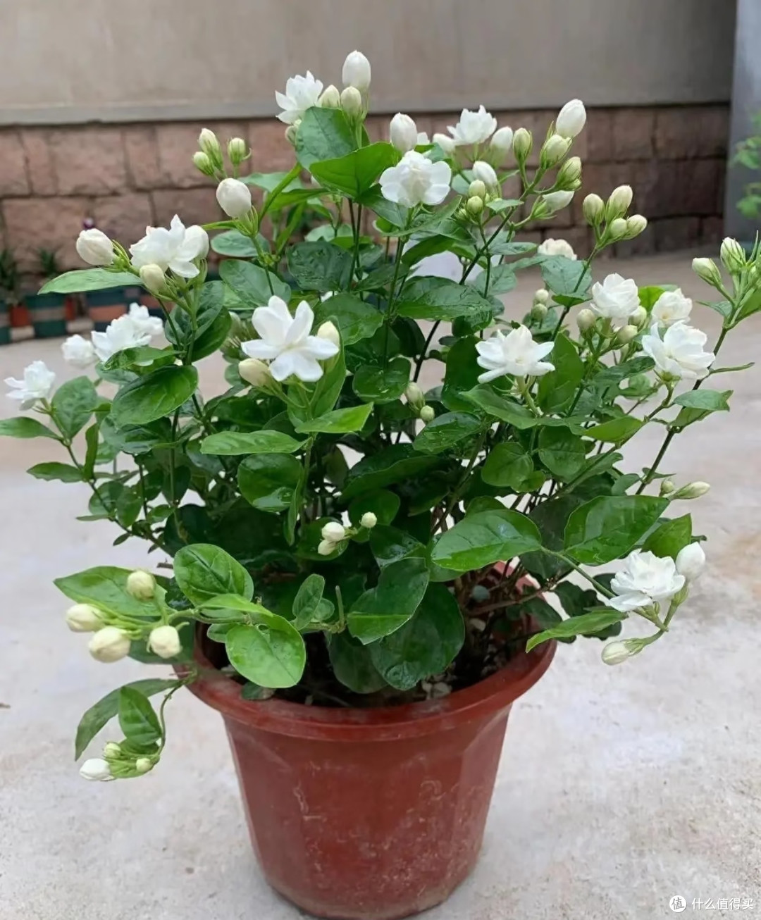 养花35年,发现6种“喜湿花”,秋后天天浇都不够,越浇开花越多