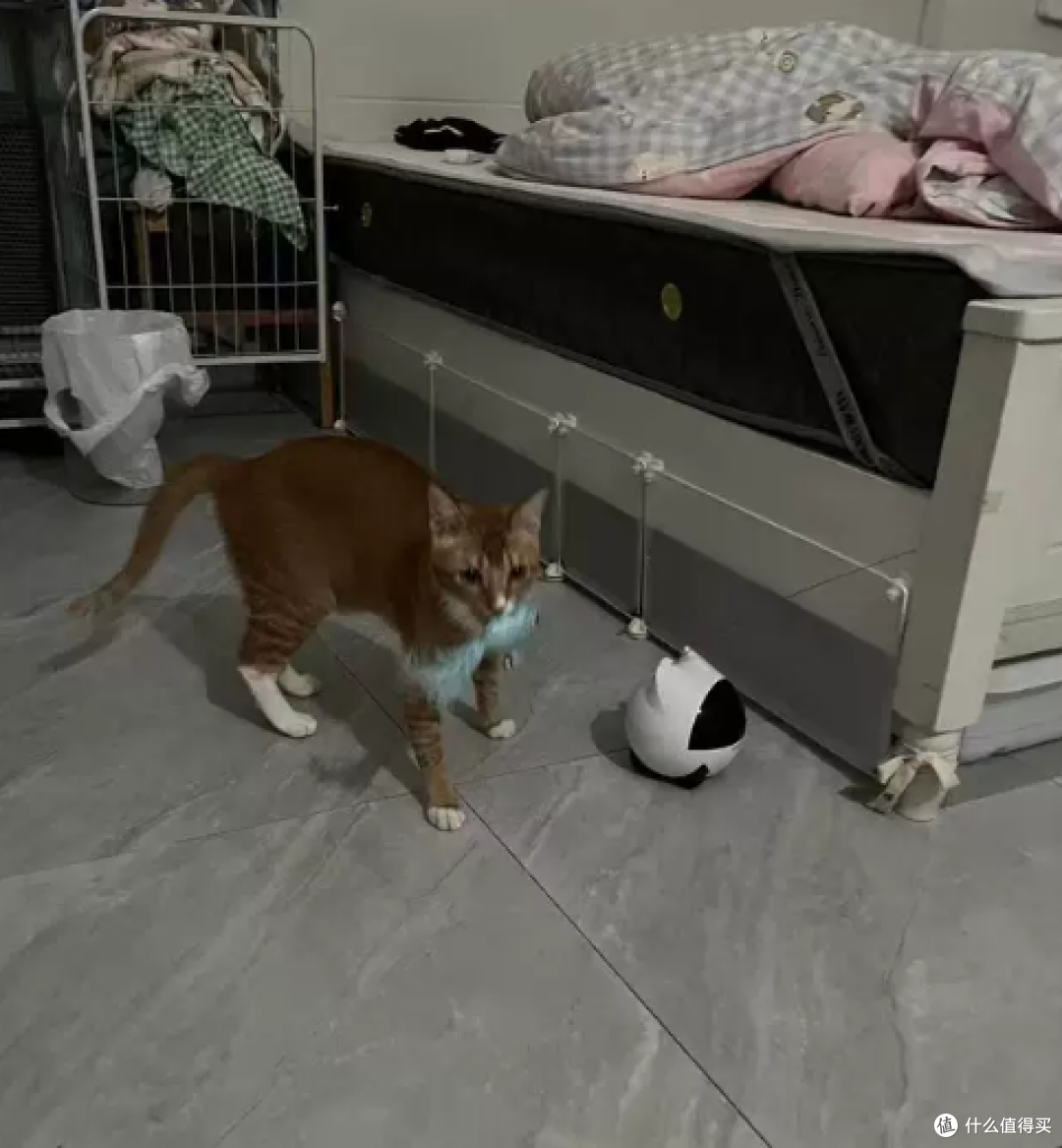 乖孩子Onlypet PC5 实测:出差一周用它远程陪猫,到底值不值
