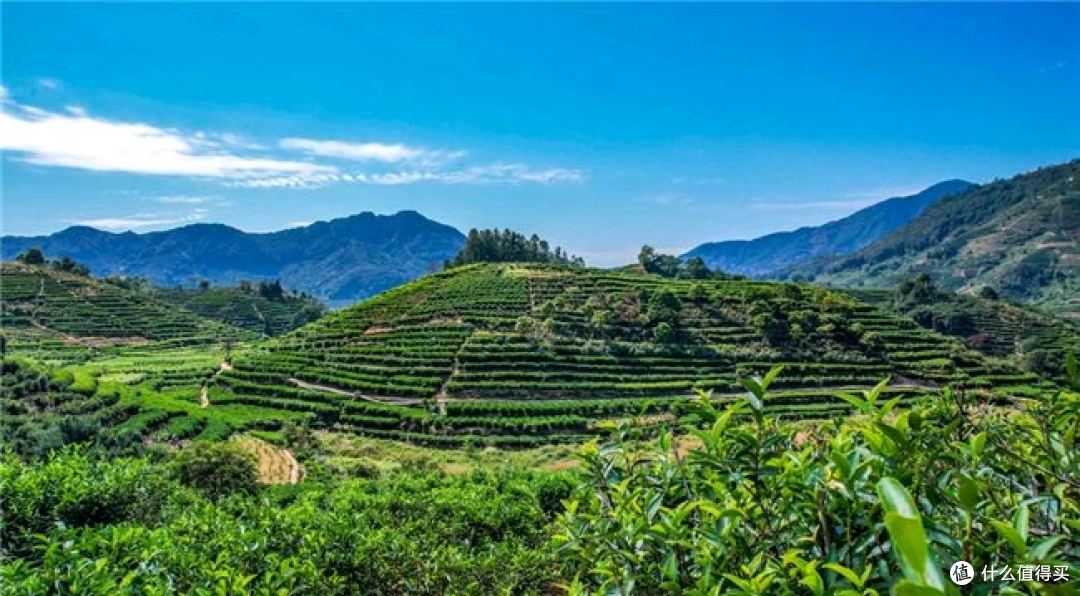 2026年凤凰单丛茶怎么买?从山场、树龄、香型到炭焙工艺,教你选