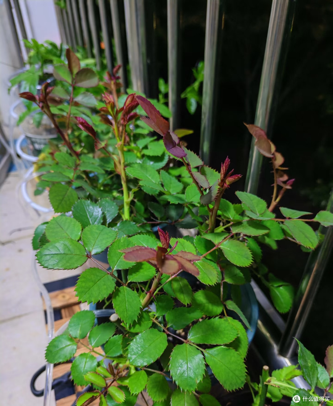 立秋后,花草扦插千万要注意这几点