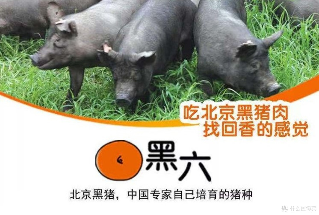 时令水饺,简餐轻食:被首农“老字号天团”承包的幸福日常