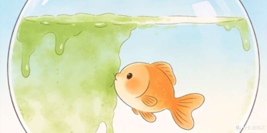 鱼缸内壁滑滑的绿膜,是藻类还是有益菌群