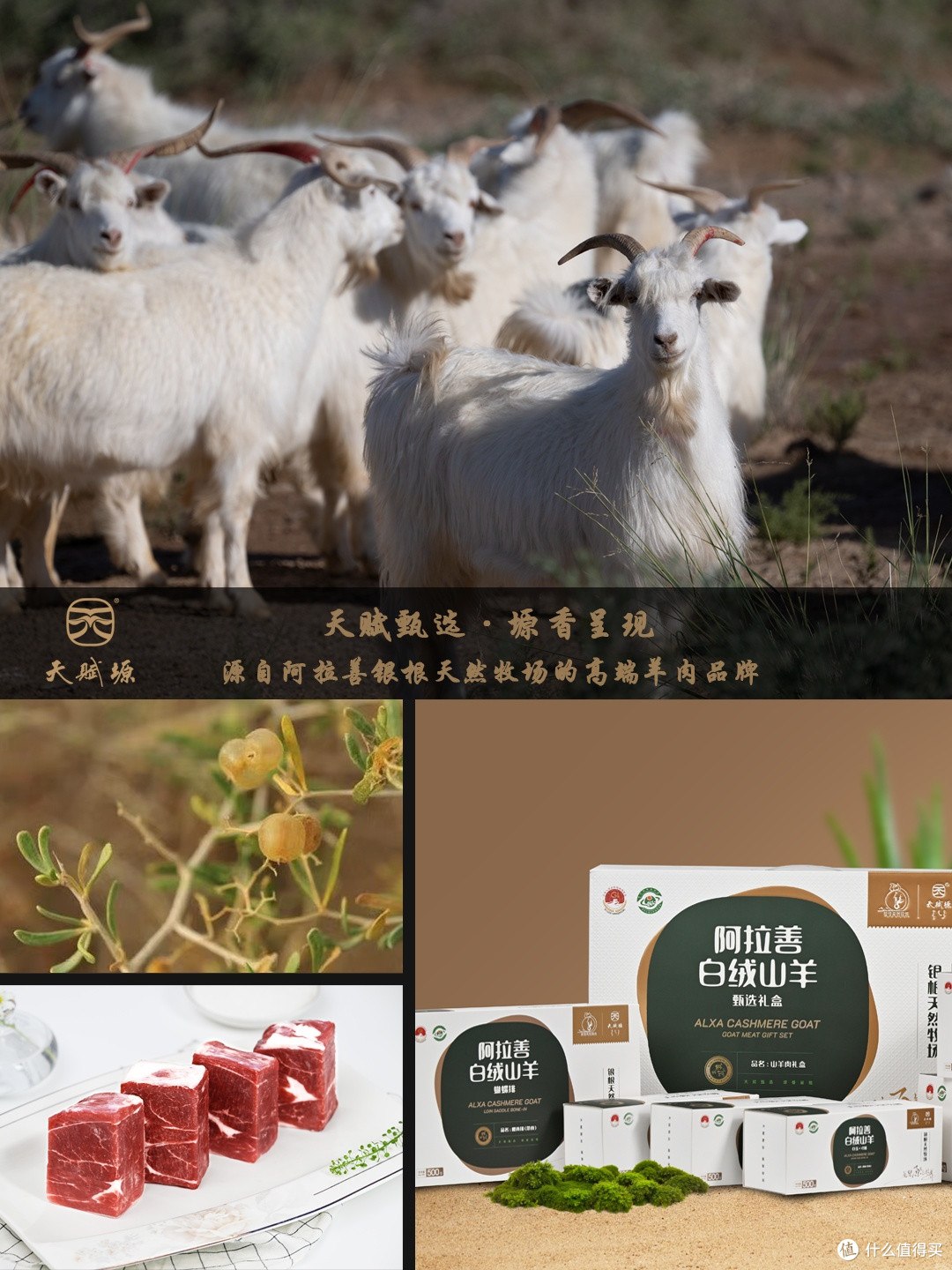 泡泡刺|解锁天赋塬・阿拉善白绒山羊肉的独特风味